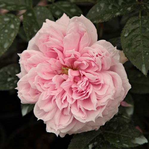 Vendita, rose Rosa Schöne Maid® - rosa intensamente profumata - Rose Romantiche - Rosa ad alberello - rosa - Hans Jürgen Evers0 - 0